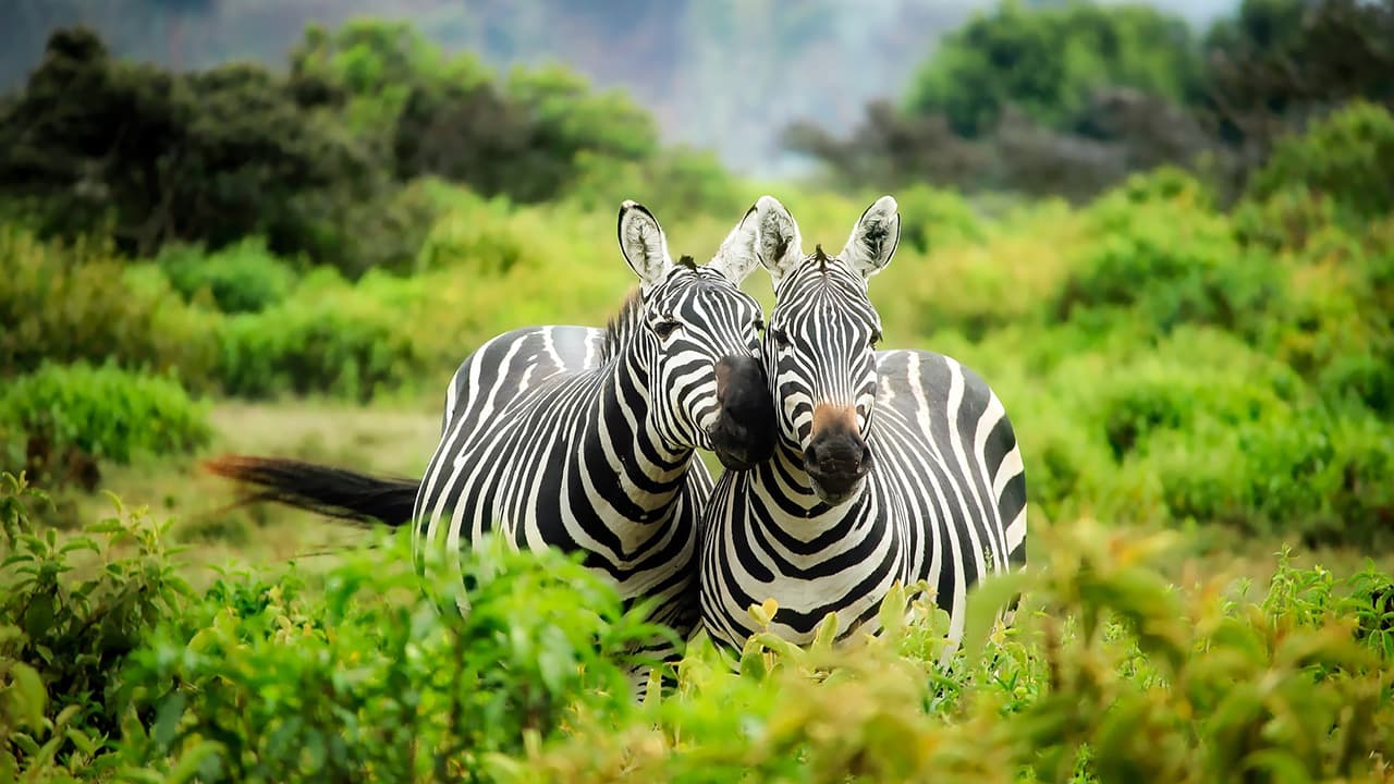 South African Airways Business Class to Africa image 1