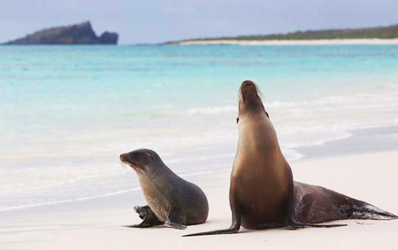 galapagos-sea-lions-silver-galapagos