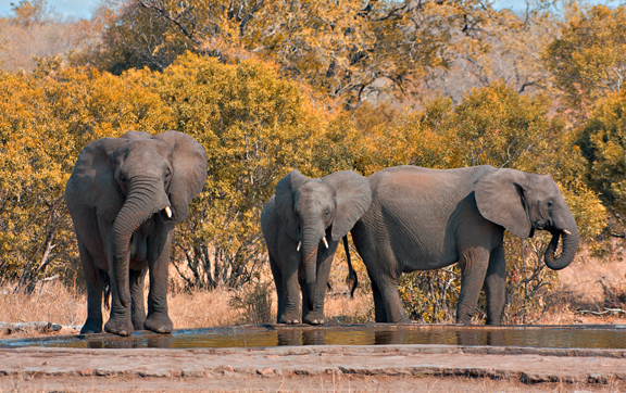 Singita Boulder Lodge, Kruger National Park, South Africa, Elephants, safari