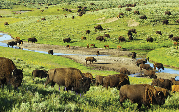 Bisons on the Plains in the US